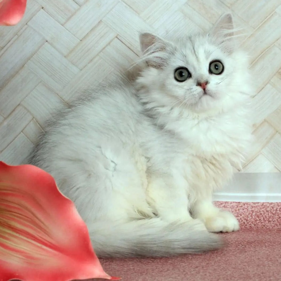 Arabic British Longhair male, black silver shaded