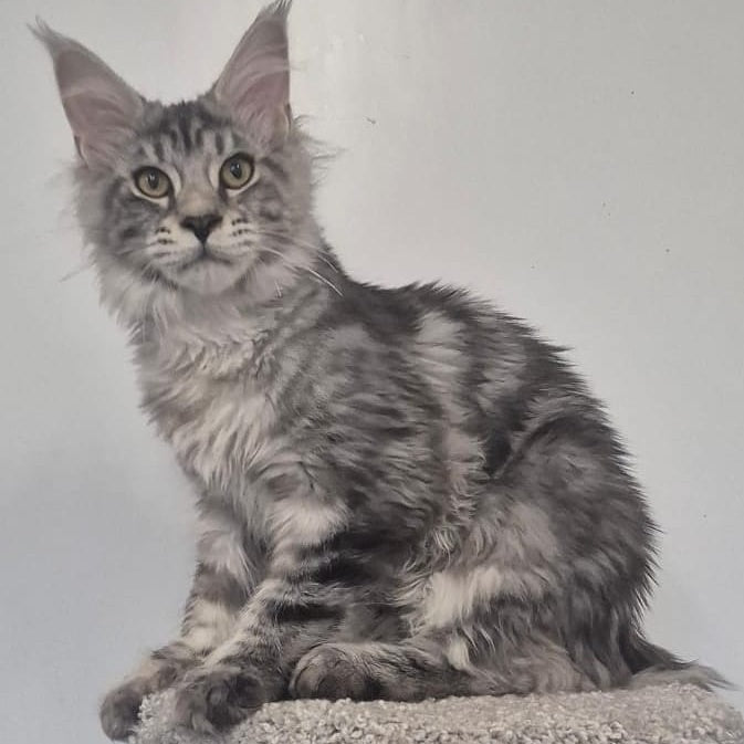 Amelia Maine Coon polydactyl 6x6x6x6 female, black silver tabby