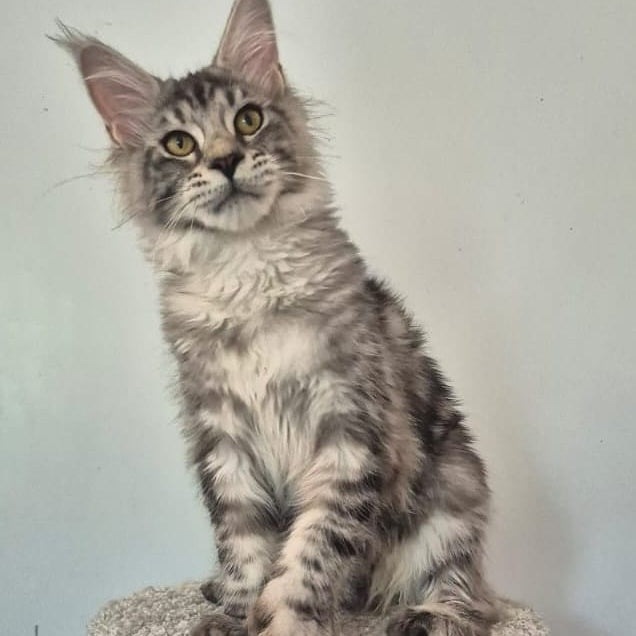 Amelia Maine Coon polydactyl 6x6x6x6 female, black silver tabby