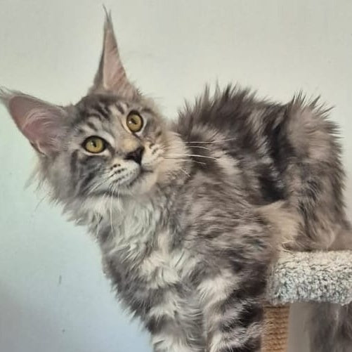 Amelia Maine Coon polydactyl 6x6x6x6 female, black silver tabby