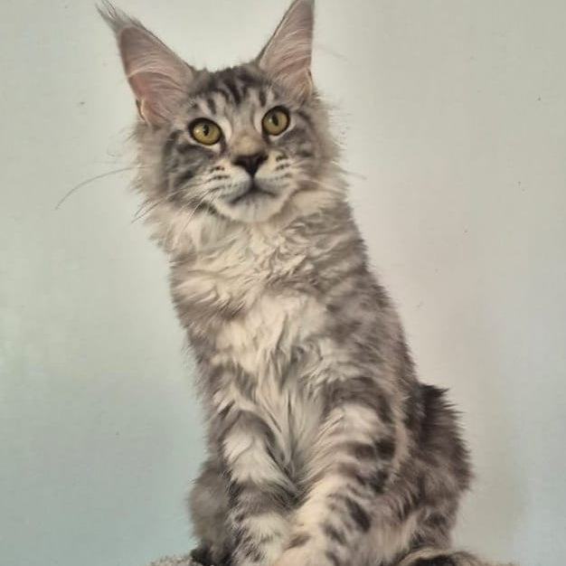 Amelia Maine Coon polydactyl 6x6x6x6 female, black silver tabby