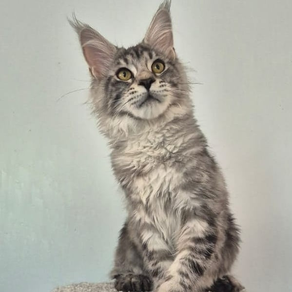 Amelia Maine Coon polydactyl 6x6x6x6 female, black silver tabby