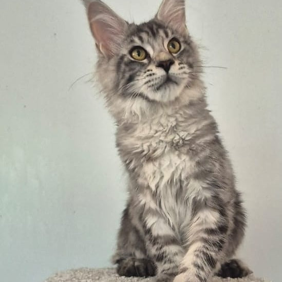 Amelia Maine Coon polydactyl 6x6x6x6 female, black silver tabby
