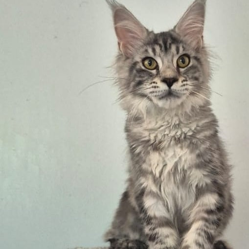 Amelia Maine Coon polydactyl 6x6x6x6 female, black silver tabby