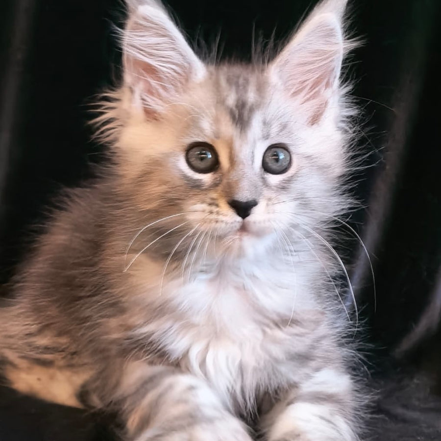 Olesia Maine Coon polydactyl 6x6x6x6 female, black silver tabby