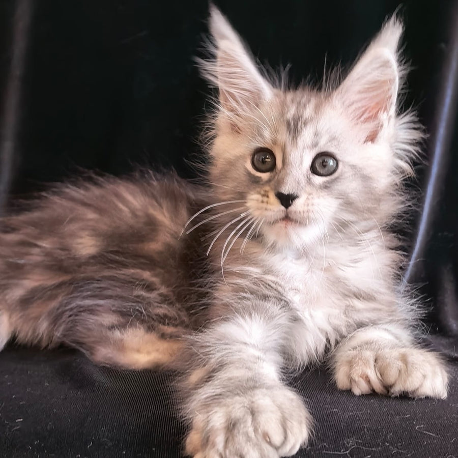 Olesia Maine Coon polydactyl 6x6x6x6 female, black silver tabby