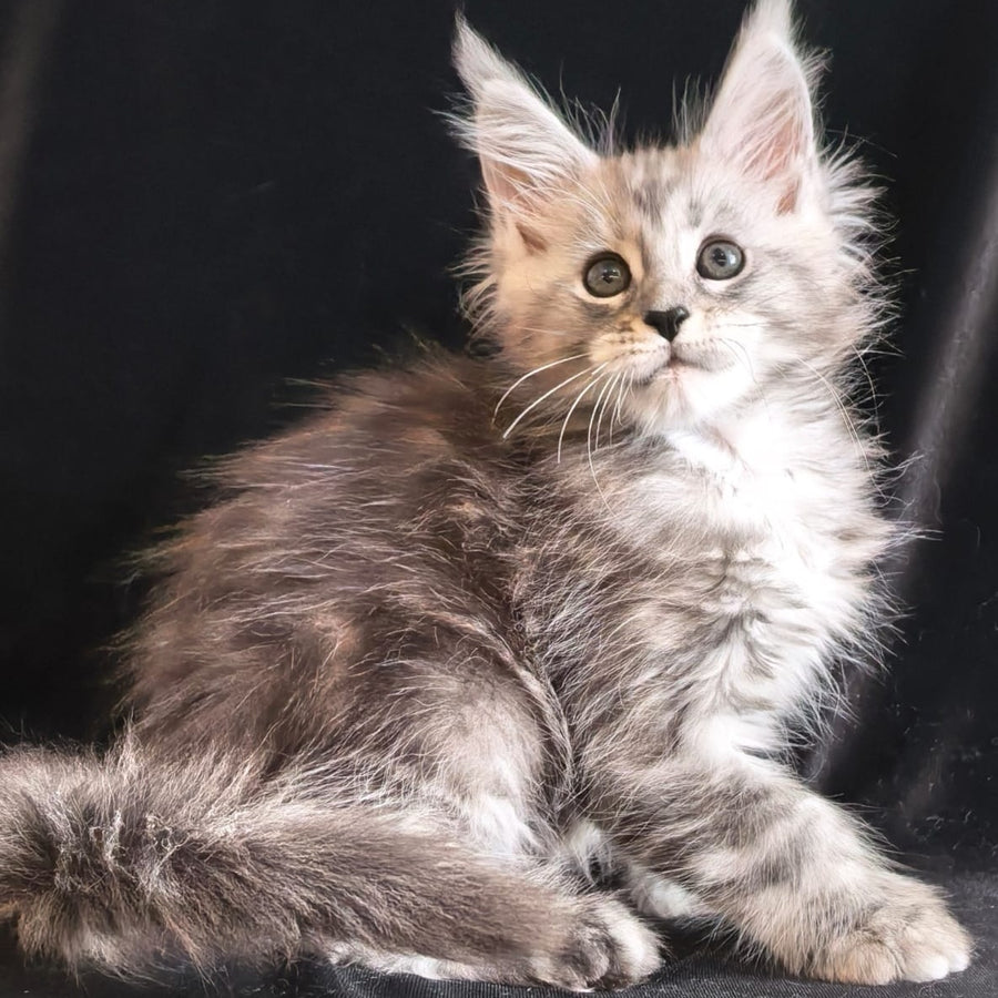 Olesia Maine Coon polydactyl 6x6x6x6 female, black silver tabby