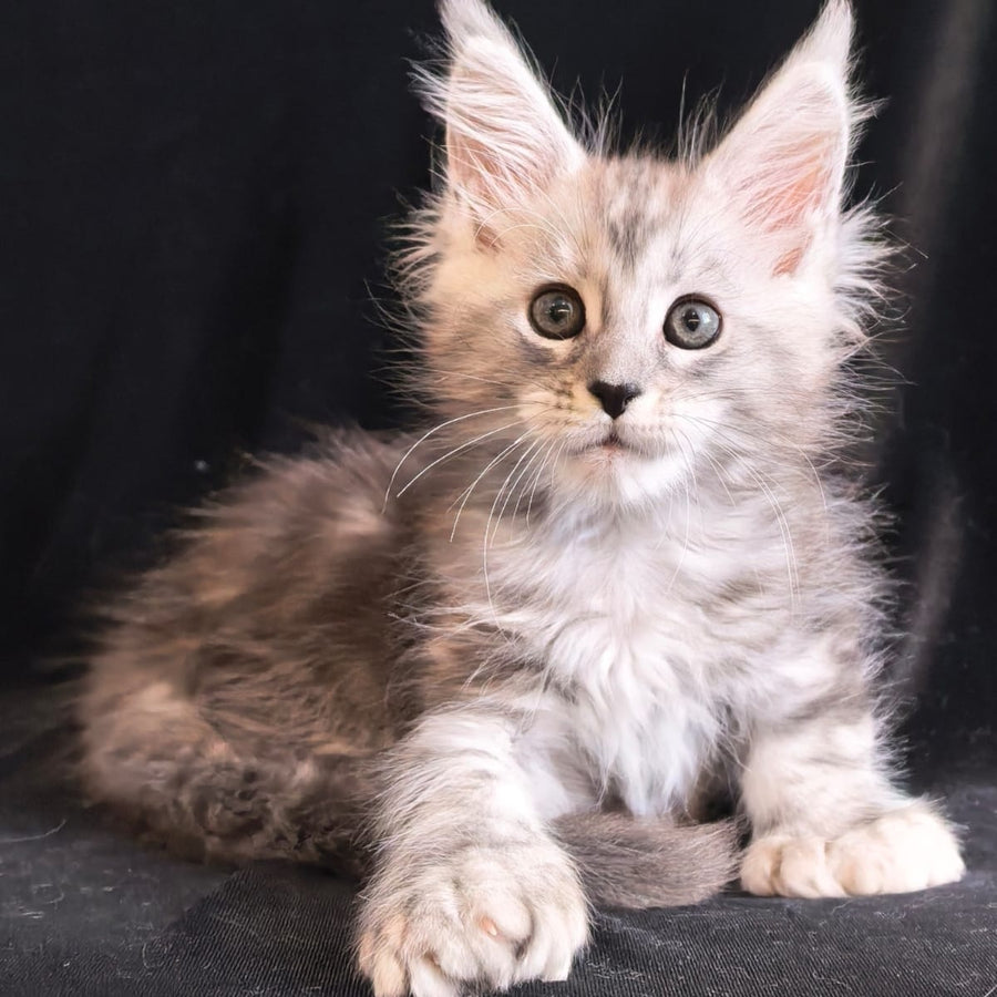 Olesia Maine Coon polydactyl 6x6x6x6 female, black silver tabby