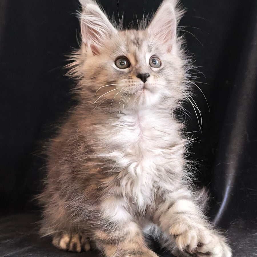 Olesia Maine Coon polydactyl 6x6x6x6 female, black silver tabby