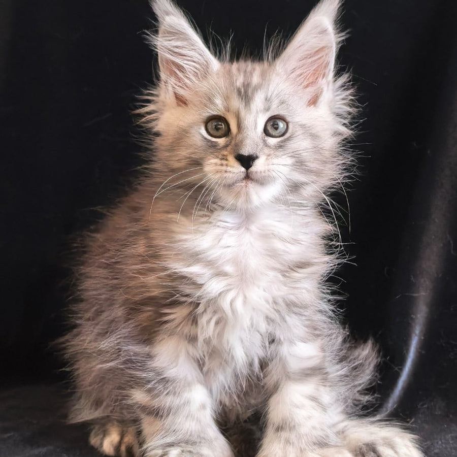Olesia Maine Coon polydactyl 6x6x6x6 female, black silver tabby