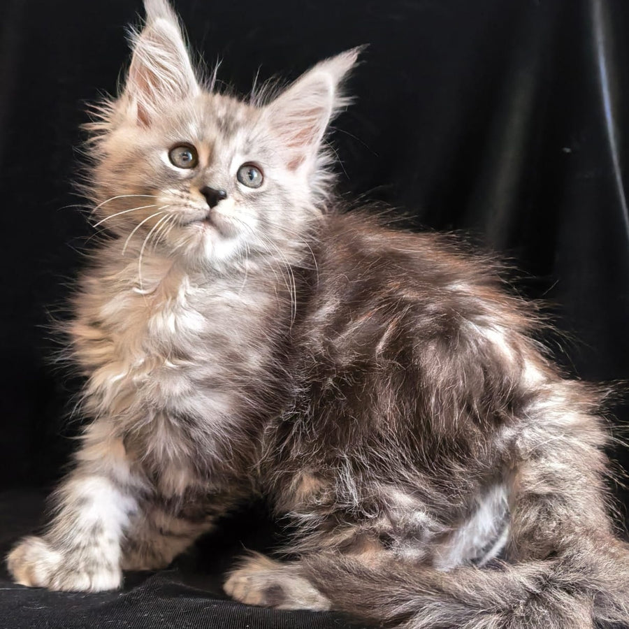 Olesia Maine Coon polydactyl 6x6x6x6 female, black silver tabby
