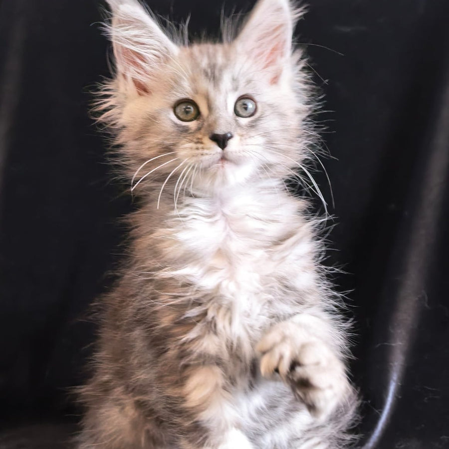 Olesia Maine Coon polydactyl 6x6x6x6 female, black silver tabby