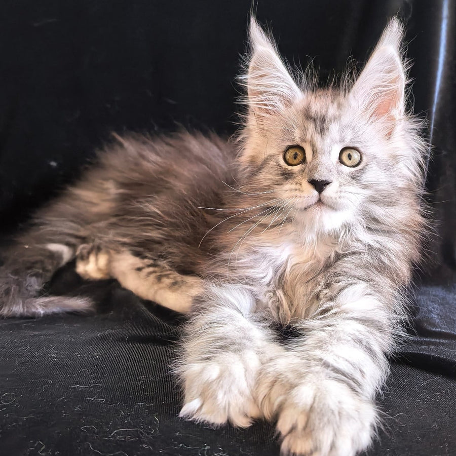 Olga Maine Coon polydactyl 6x6x6x6 female, black silver tabby