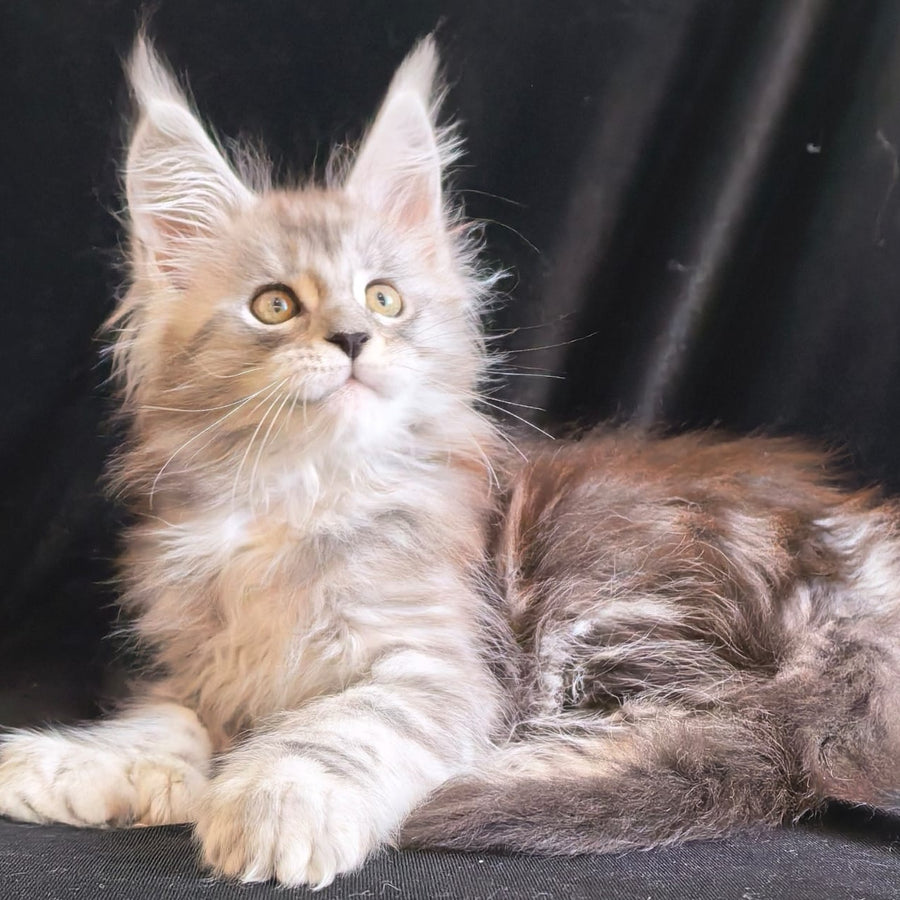 Olga Maine Coon polydactyl 6x6x6x6 female, black silver tabby