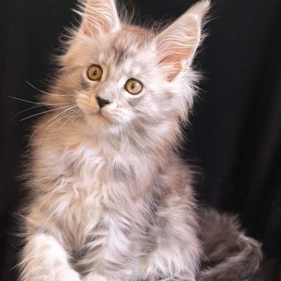Olga Maine Coon polydactyl 6x6x6x6 female, black silver tabby