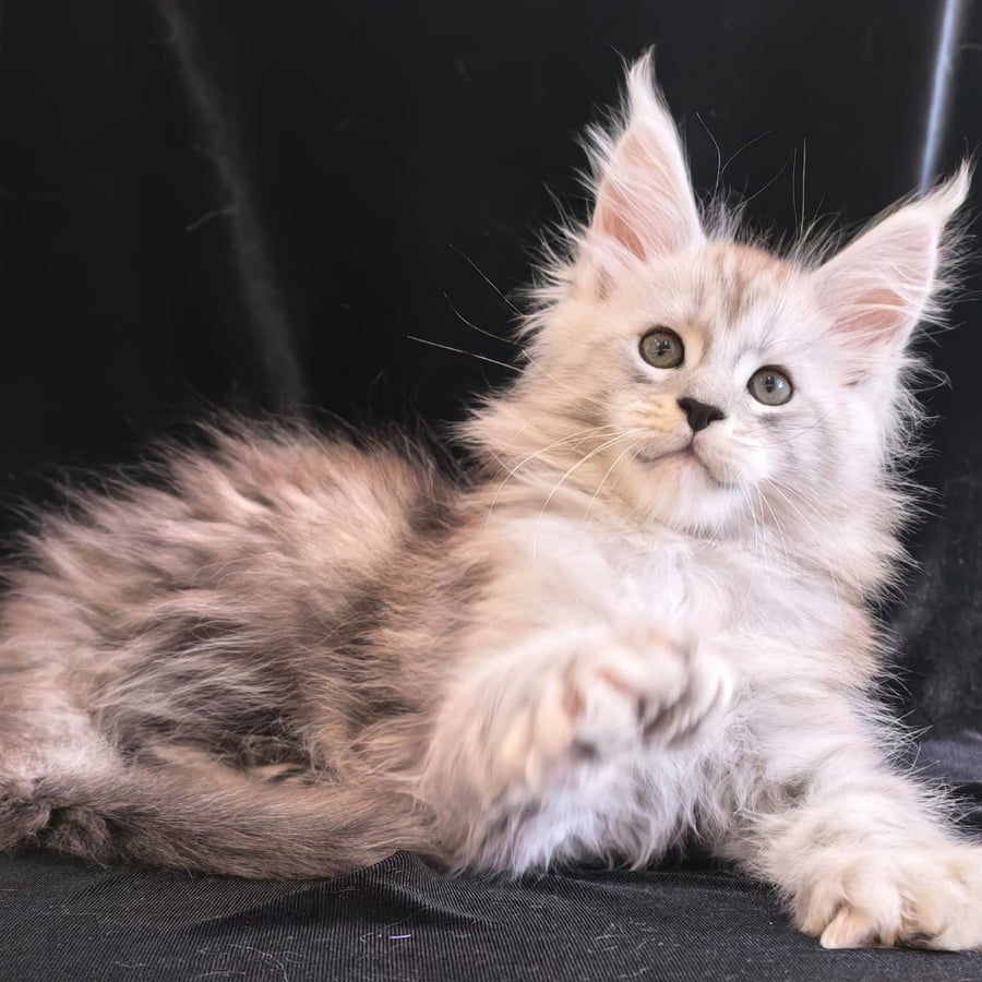 Olaf Maine Coon polydactyl 6x6x6x6 male, black silver tabby