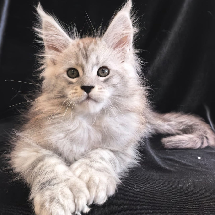 Olaf Maine Coon polydactyl 6x6x6x6 male, black silver tabby