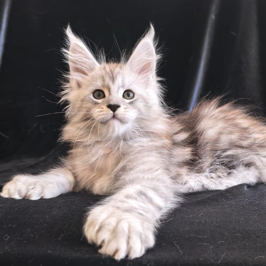 Olaf Maine Coon polydactyl 6x6x6x6 male, black silver tabby
