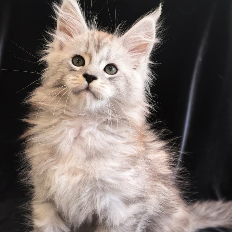 Olaf Maine Coon polydactyl 6x6x6x6 male, black silver tabby