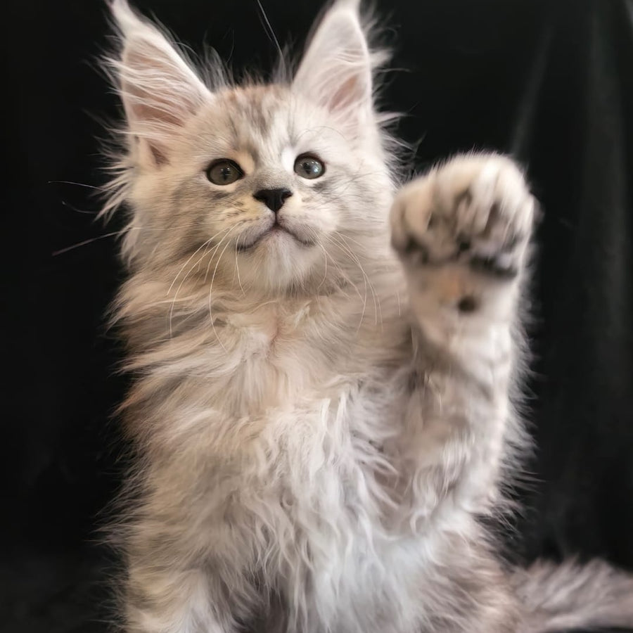 Olaf Maine Coon polydactyl 6x6x6x6 male, black silver tabby