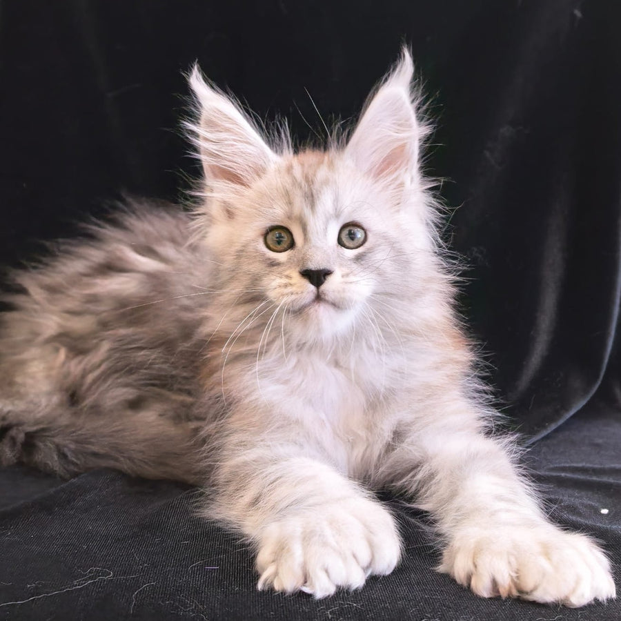 Olaf Maine Coon polydactyl 6x6x6x6 male, black silver tabby