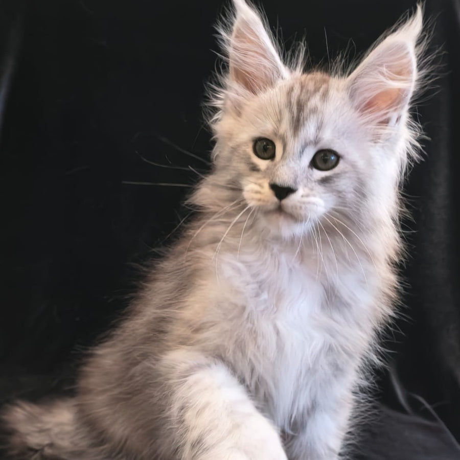 Olaf Maine Coon polydactyl 6x6x6x6 male, black silver tabby