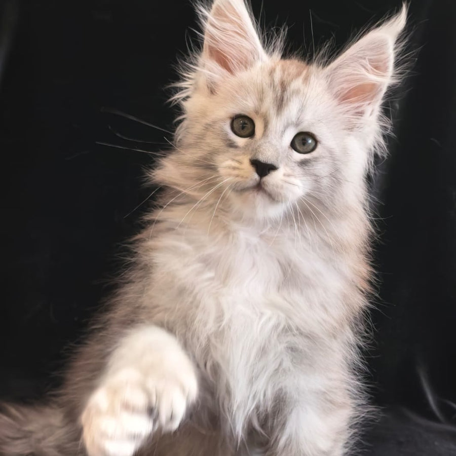Olaf Maine Coon polydactyl 6x6x6x6 male, black silver tabby