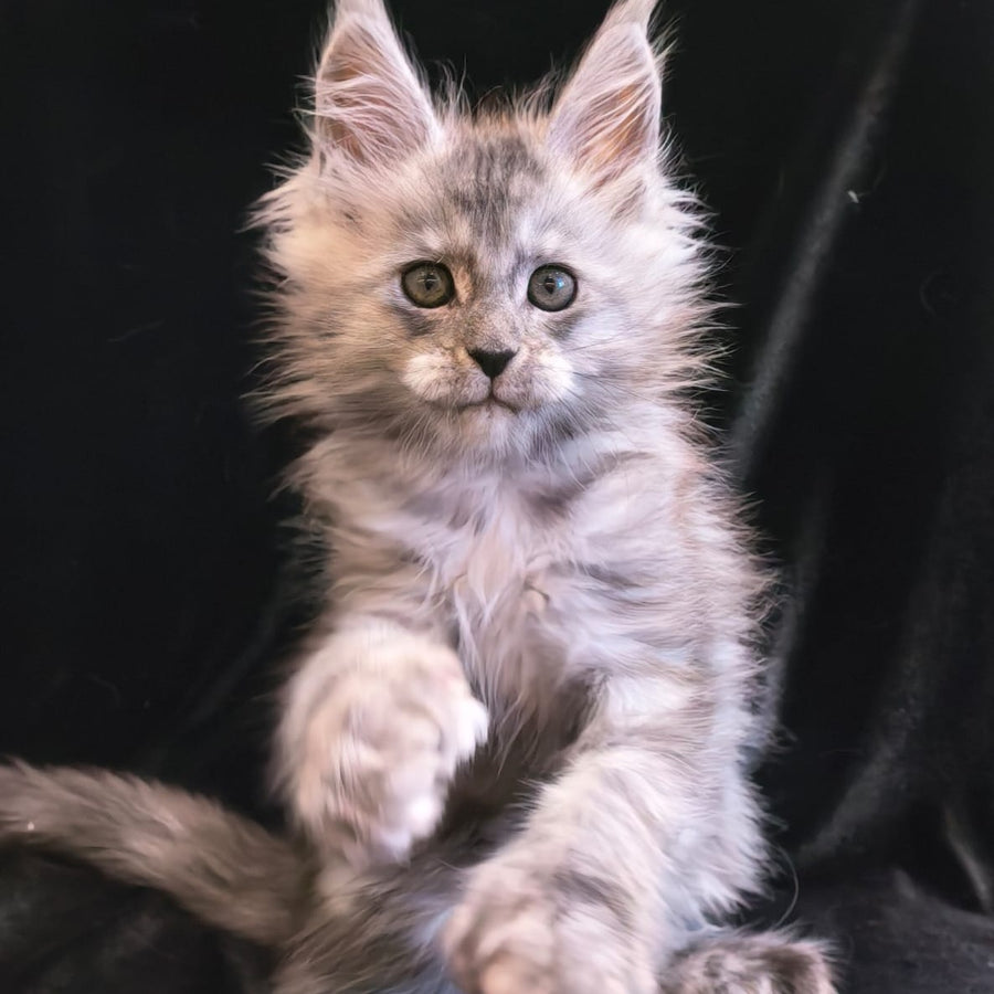 Odry Maine Coon polydactyl 6x6x6x6 female, black silver
