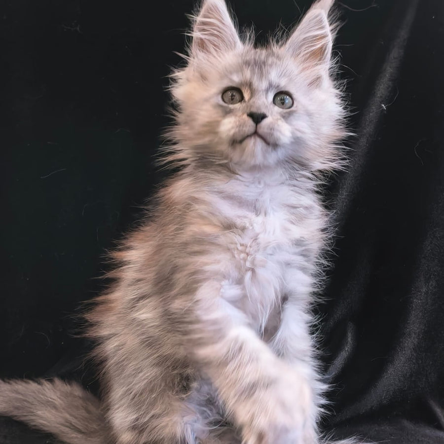 Odry Maine Coon polydactyl 6x6x6x6 female, black silver