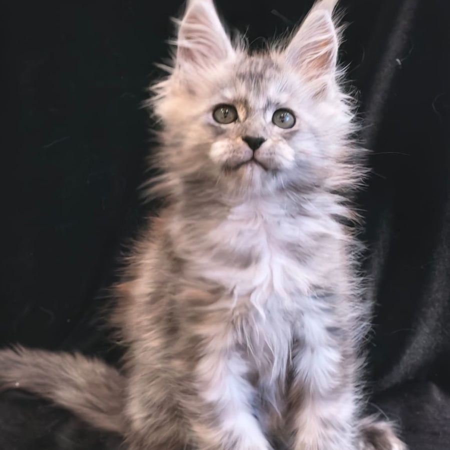Odry Maine Coon polydactyl 6x6x6x6 female, black silver