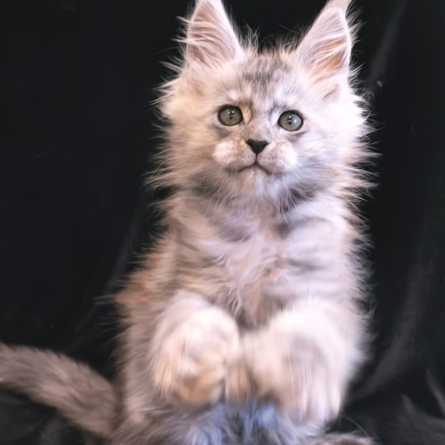 Odry Maine Coon polydactyl 6x6x6x6 female, black silver