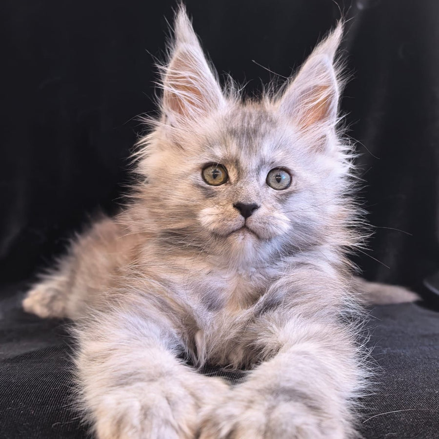 Odry Maine Coon polydactyl 6x6x6x6 female, black silver
