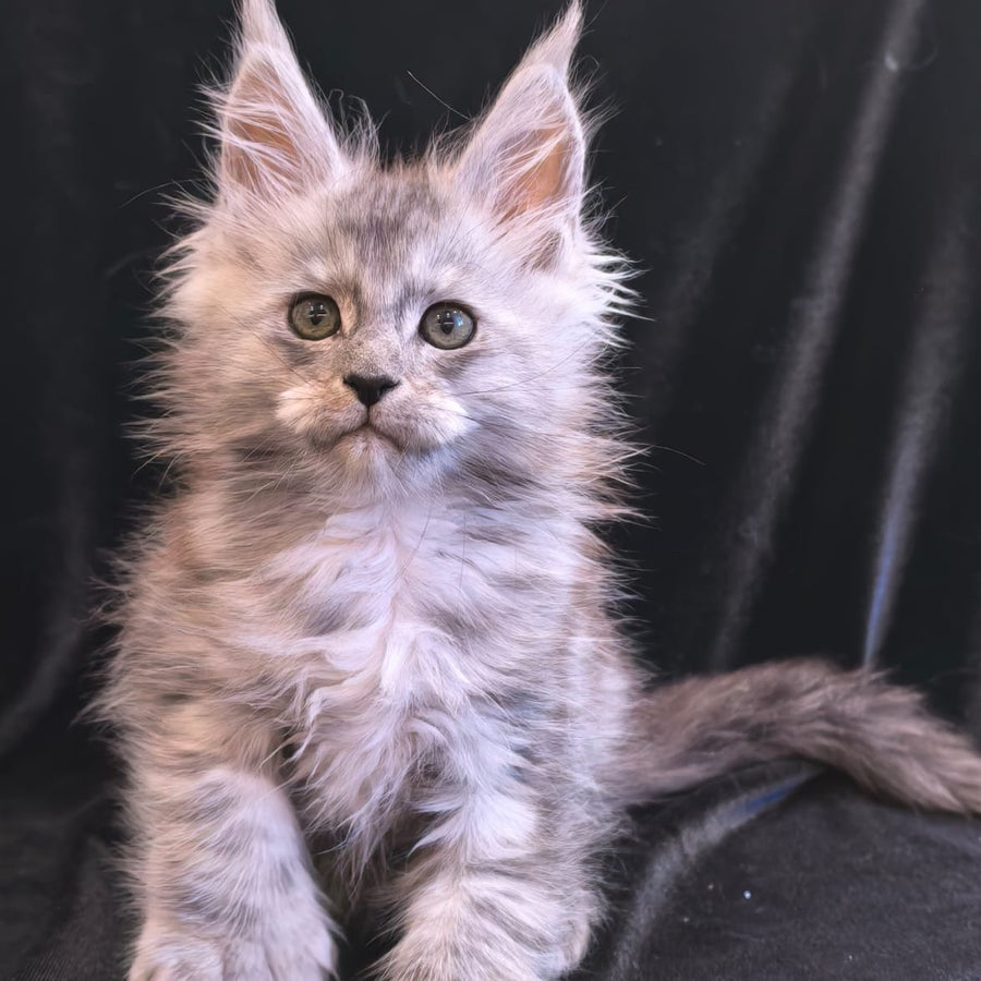 Odry Maine Coon polydactyl 6x6x6x6 female, black silver