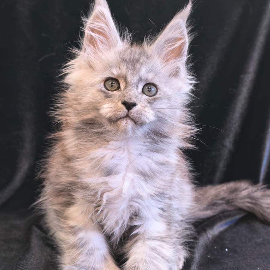 Odry Maine Coon polydactyl 6x6x6x6 female, black silver