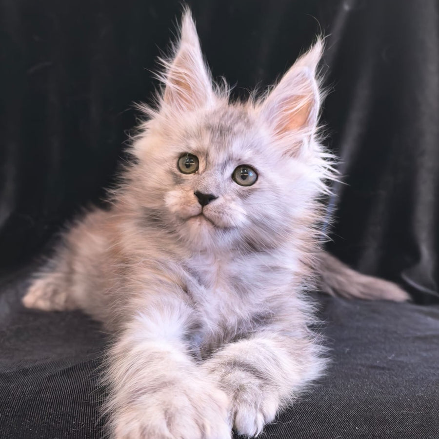 Odry Maine Coon polydactyl 6x6x6x6 female, black silver