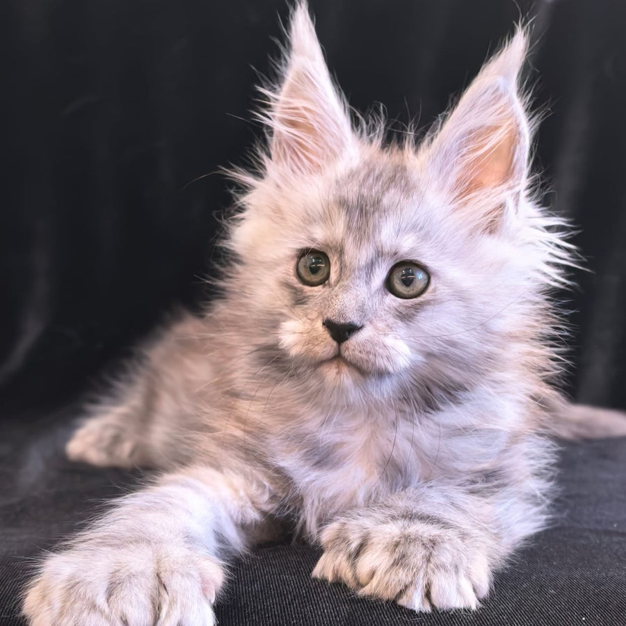 Odry Maine Coon polydactyl 6x6x6x6 female, black silver
