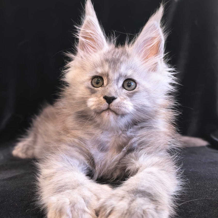 Odry Maine Coon polydactyl 6x6x6x6 female, black silver