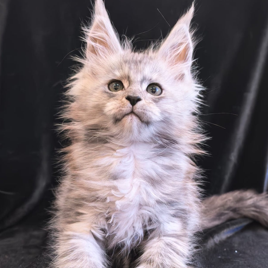 Odry Maine Coon polydactyl 6x6x6x6 female, black silver