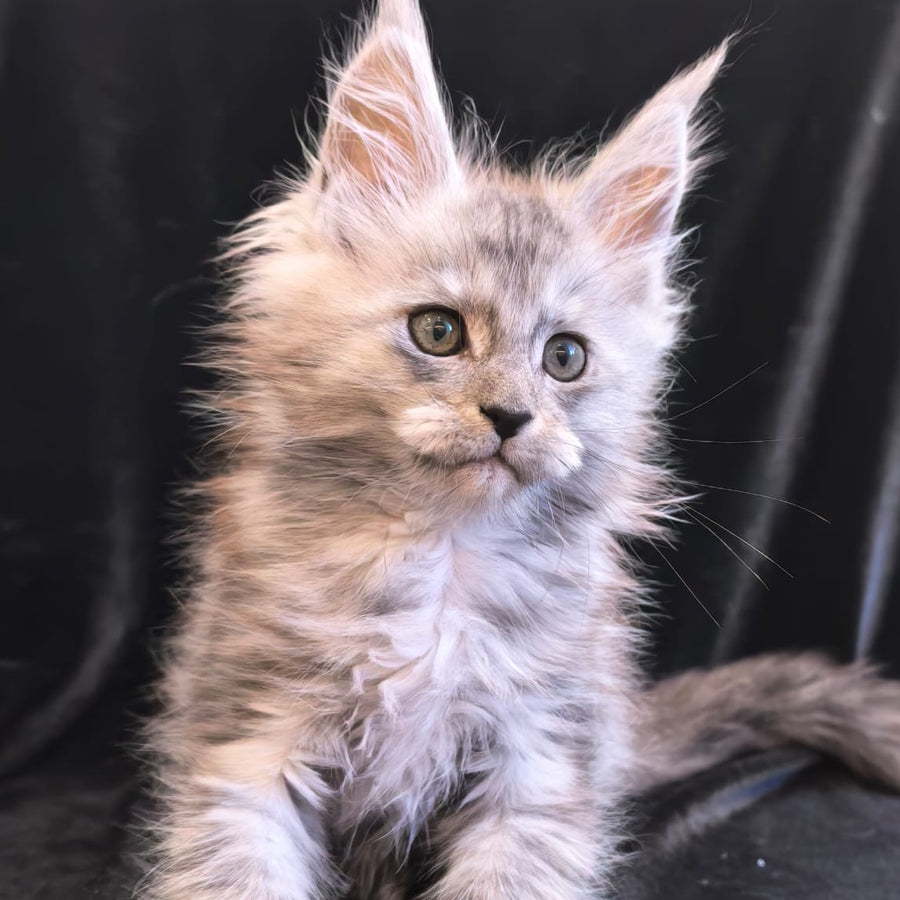 Odry Maine Coon polydactyl 6x6x6x6 female, black silver