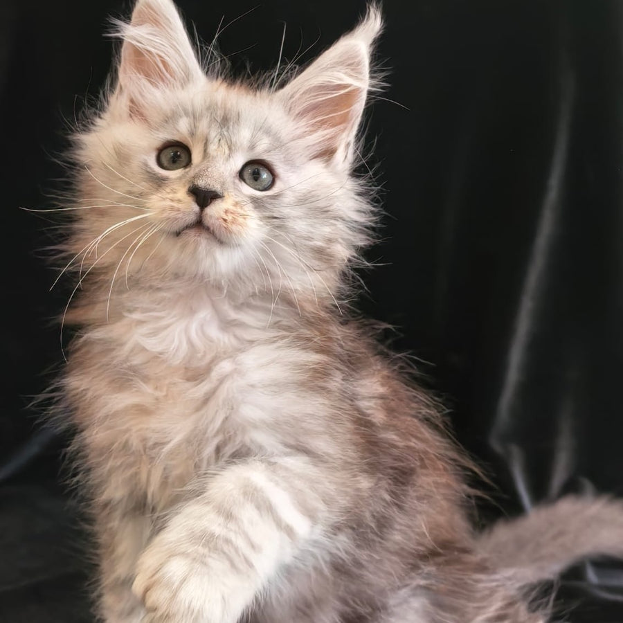 Olivka Maine Coon polydactyl 6x6x6x6 female, black silver tabby