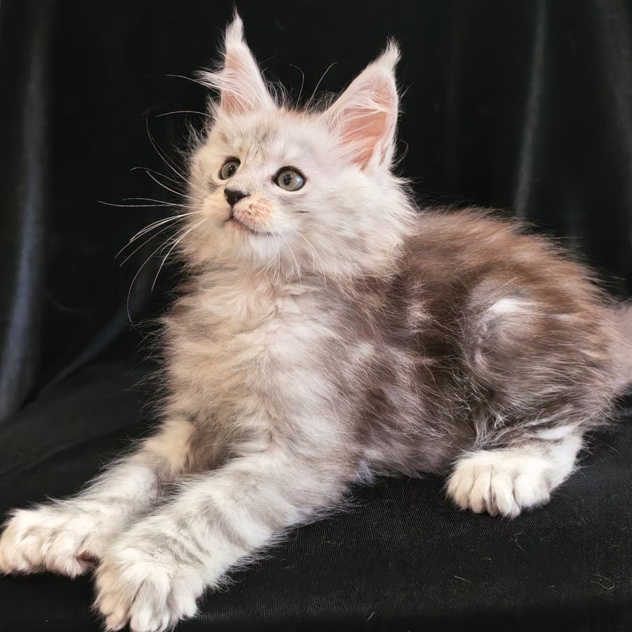 Olivka Maine Coon polydactyl 6x6x6x6 female, black silver tabby
