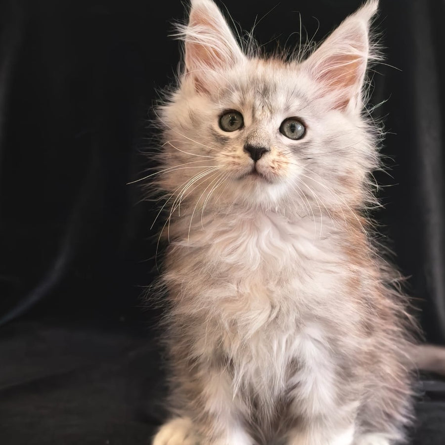 Olivka Maine Coon polydactyl 6x6x6x6 female, black silver tabby