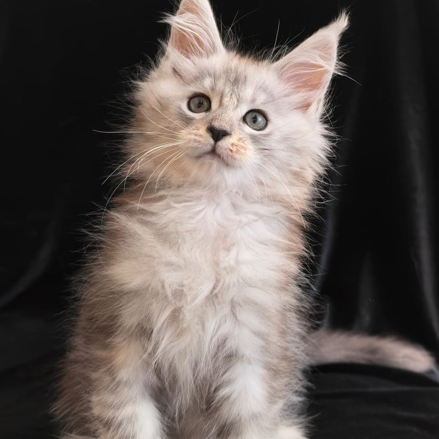 Olivka Maine Coon polydactyl 6x6x6x6 female, black silver tabby