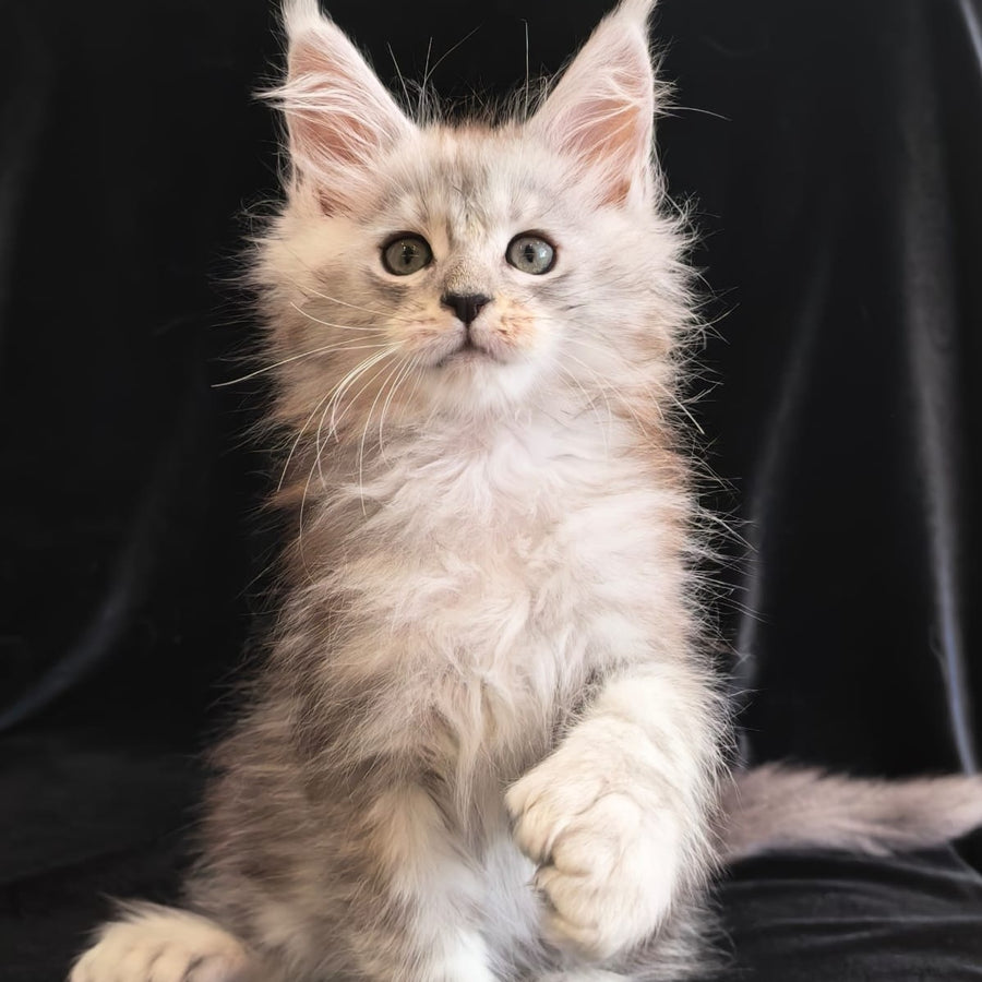Olivka Maine Coon polydactyl 6x6x6x6 female, black silver tabby