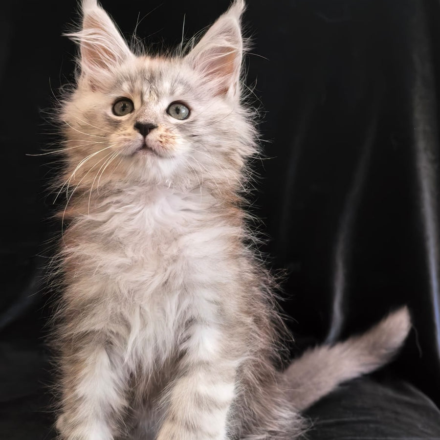 Olivka Maine Coon polydactyl 6x6x6x6 female, black silver tabby
