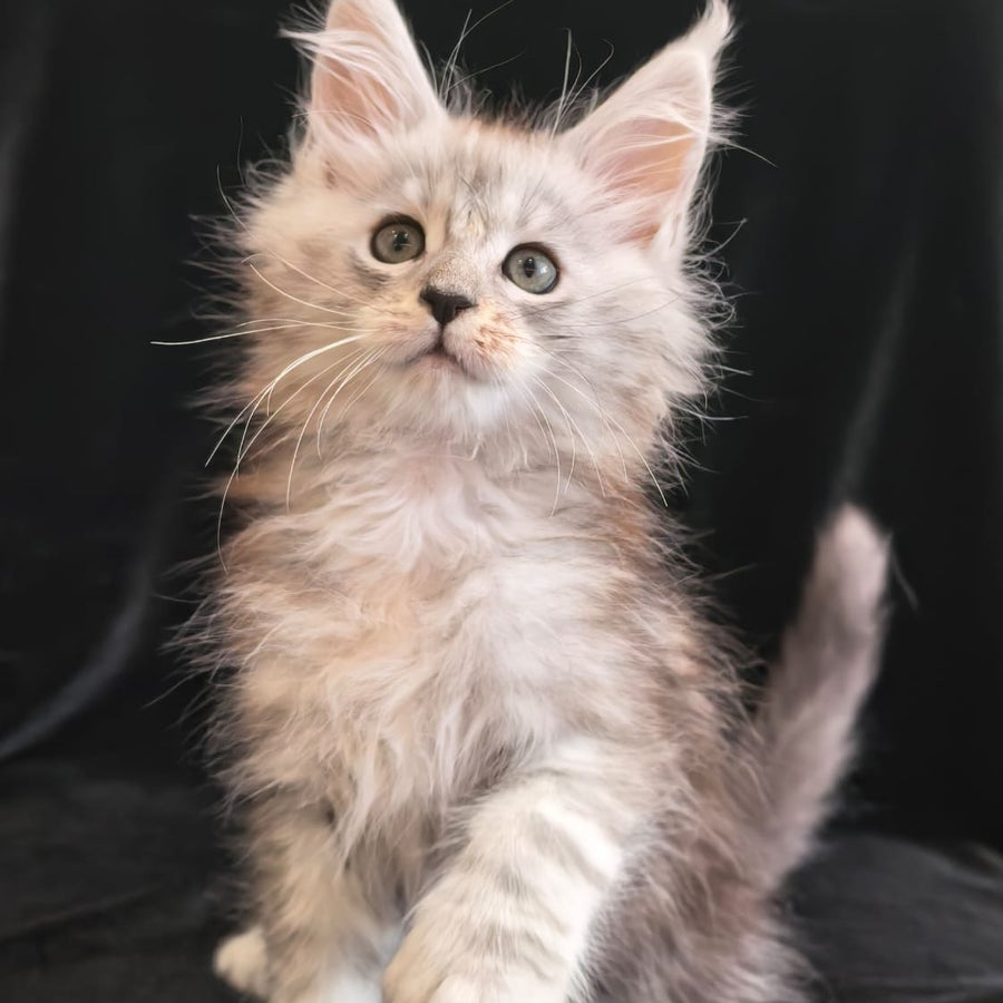 Olivka Maine Coon polydactyl 6x6x6x6 female, black silver tabby