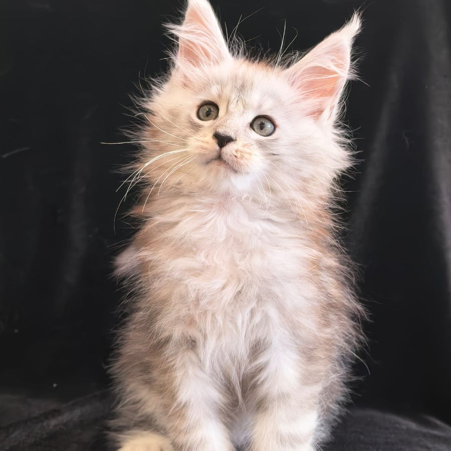 Olivka Maine Coon polydactyl 6x6x6x6 female, black silver tabby