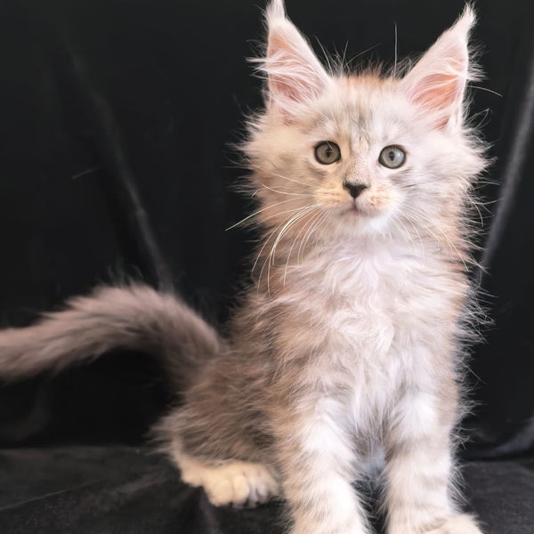Olivka Maine Coon polydactyl 6x6x6x6 female, black silver tabby