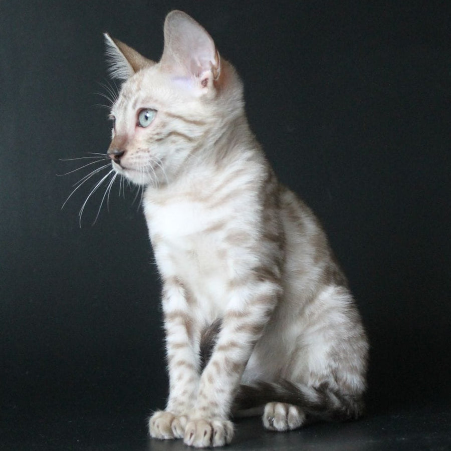 Alex Bengal male, black spotted tabby pointed