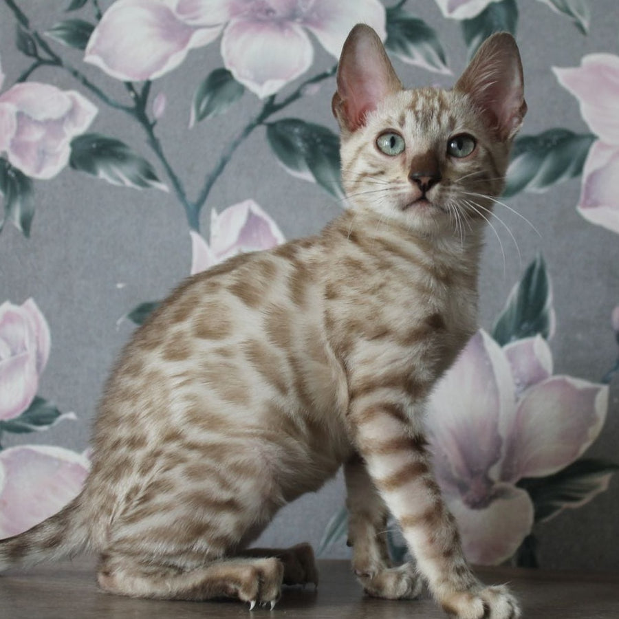 Alex Bengal male, black spotted tabby pointed